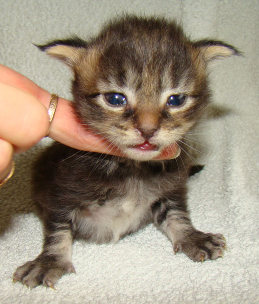     Catsvill County